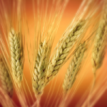 Насіння пшениці, купити насіння пшениці оптом Україна.