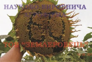 Насіння соняшника Донський 60, купити соняшникове насіння оптом Україна.