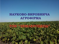 Насіння соняшника Тайфун, купити соняшникове насіння оптом Україна.