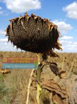 Насіння соняшника Алмаз, купити соняшникове насіння оптом Україна