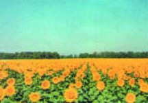 Насіння соняшника Оріон, купити соняшникове насіння гібрід оптом Україна