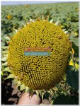 Насіння соняшника Міраж, купити соняшникове насіння оптом Україна