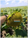 Насіння соняшника Міраж, купити соняшникове насіння оптом Україна